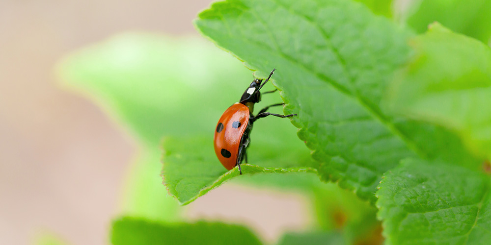 Biocontrol - Biagro